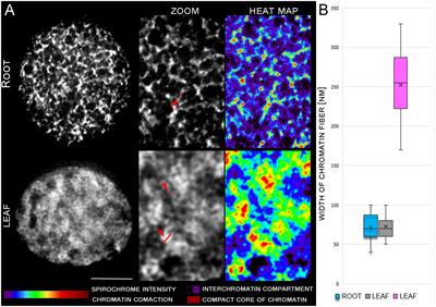 Insight into chromatin compaction and spatial organization in rice interphase nuclei